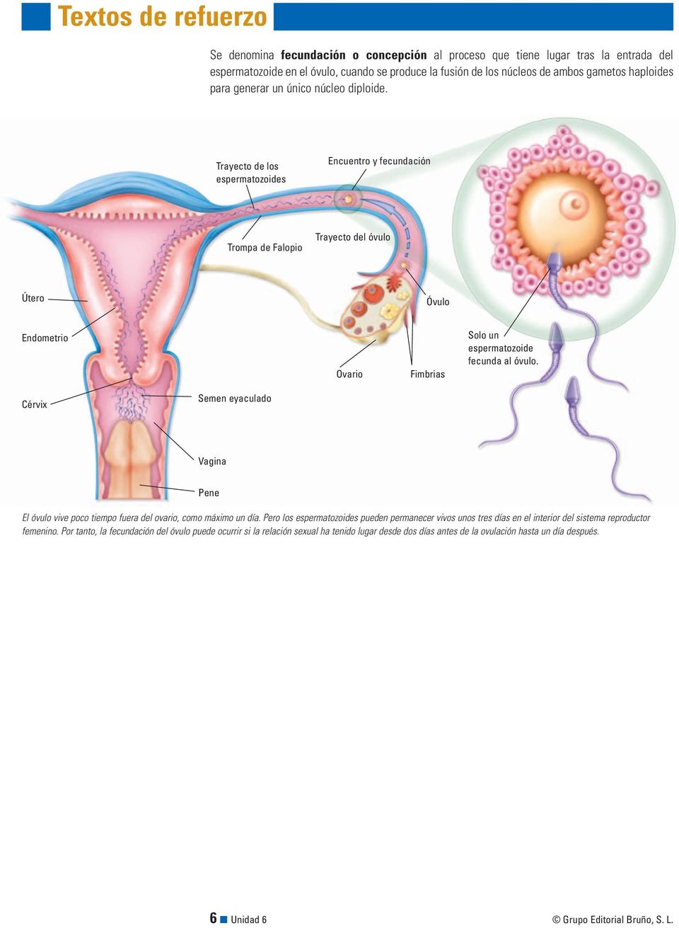 Cérvix Semen eyaculado Pene El óvulo vive poco tiempo fuera del ovario, como máximo un día.