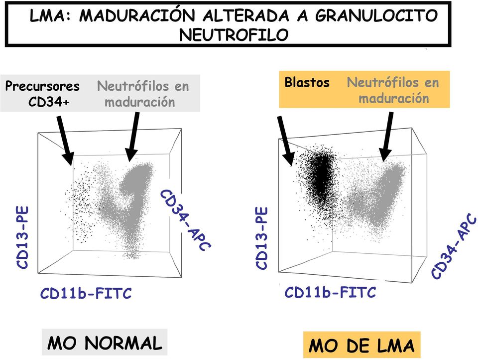 005 3 CD CD13-PE Neutrófilos en maduración 3 P E P E CD11b FI TC CD11b-FITC