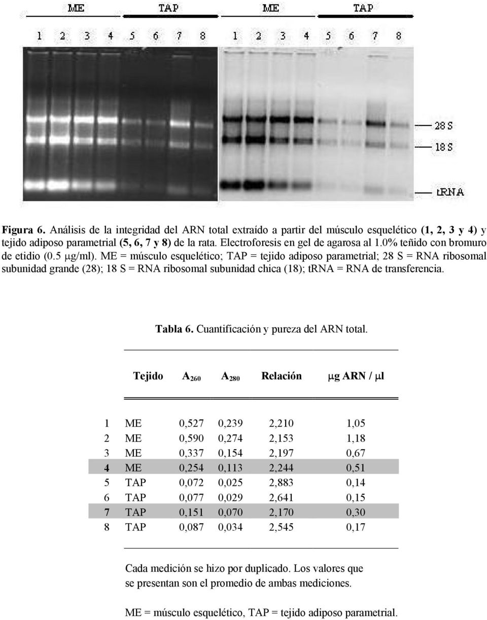 ME = músculo esquelético; TAP = tejido adiposo parametrial; 28 S = RNA ribosomal subunidad grande (28); 18 S = RNA ribosomal subunidad chica (18); trna = RNA de transferencia. Tabla 6.