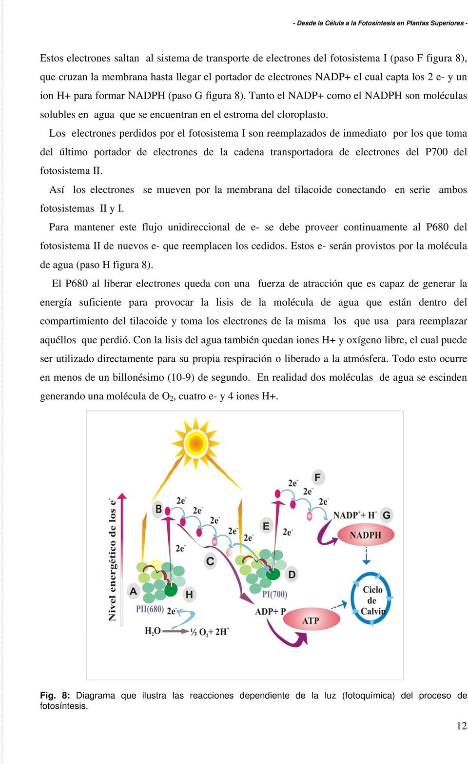 Los electrones perdidos por el fotosistema I son reemplazados de inmediato por los que toma del último portador de electrones de la cadena transportadora de electrones del P700 del fotosistema II.