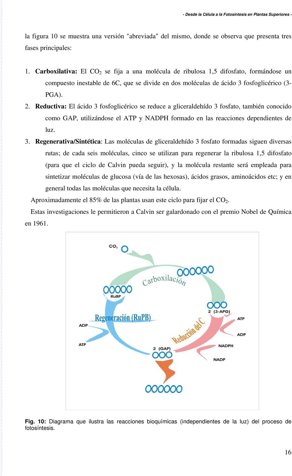 3. Regenerativa/Sintética: Las moléculas de gliceraldehído 3 fosfato formadas siguen diversas rutas; de cada seis moléculas, cinco se utilizan para regenerar la ribulosa 1,5 difosfato (para que el