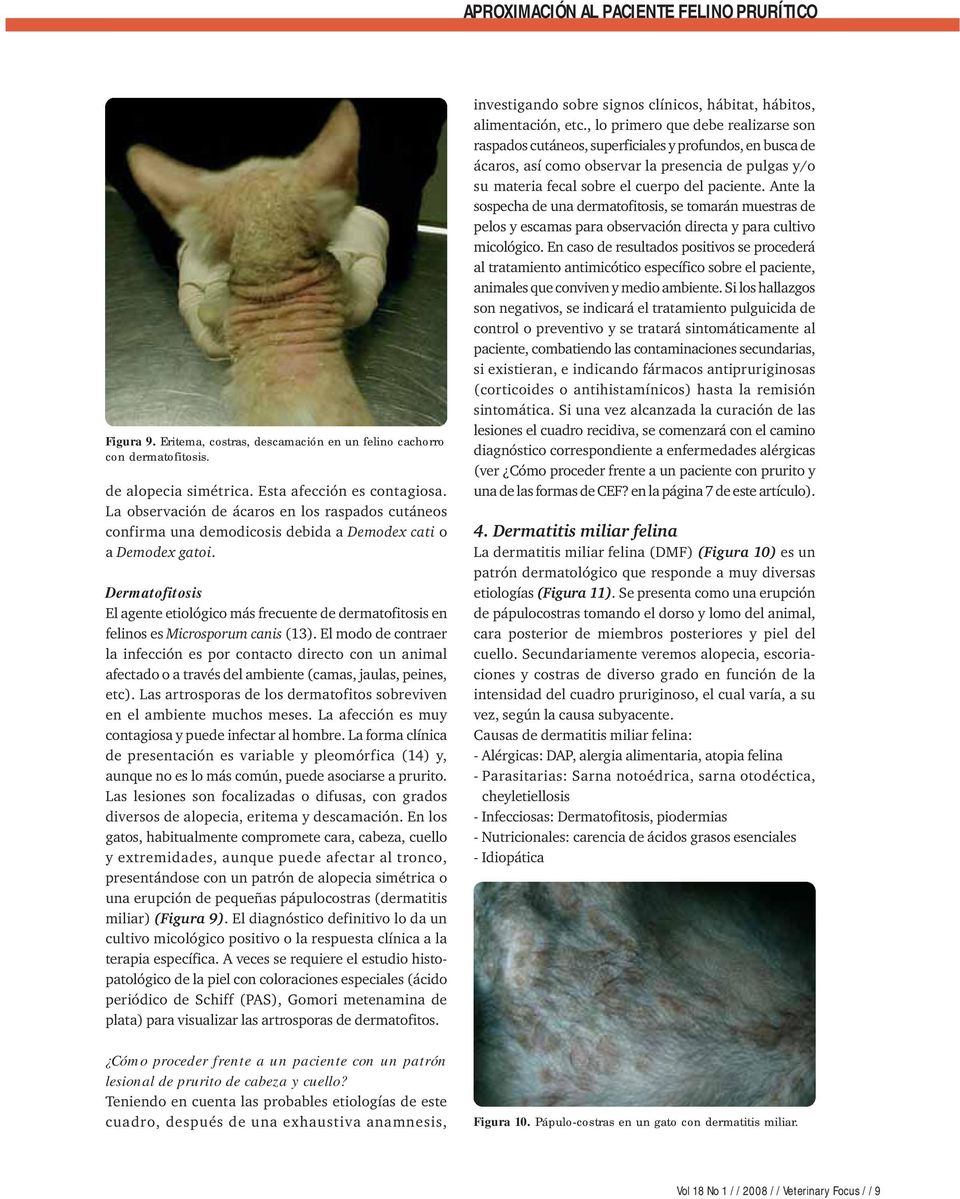 Dermatofitosis El agente etiológico más frecuente de dermatofitosis en felinos es Microsporum canis (13).