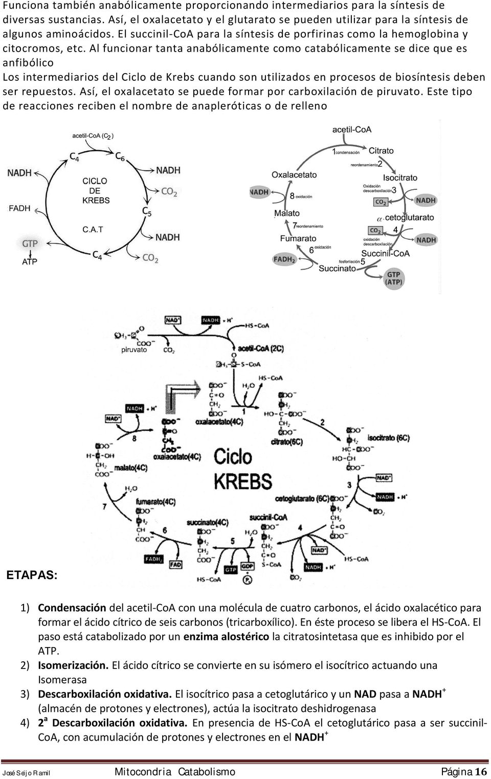 Al funcionar tanta anabólicamente como catabólicamente se dice que es anfibólico Los intermediarios del Ciclo de Krebs cuando son utilizados en procesos de biosíntesis deben ser repuestos.