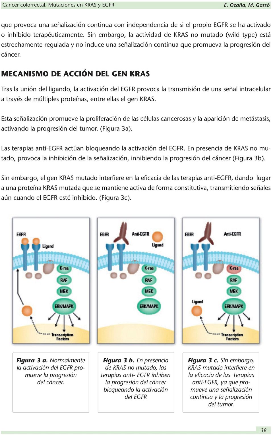 MECANISMO DE ACCIÓN DEL GEN KRAS Tras la unión del ligando, la activación del EGFR provoca la transmisión de una señal intracelular a través de múltiples proteínas, entre ellas el gen KRAS.