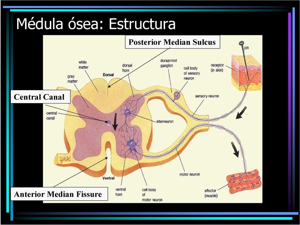 Median Sulcus Central