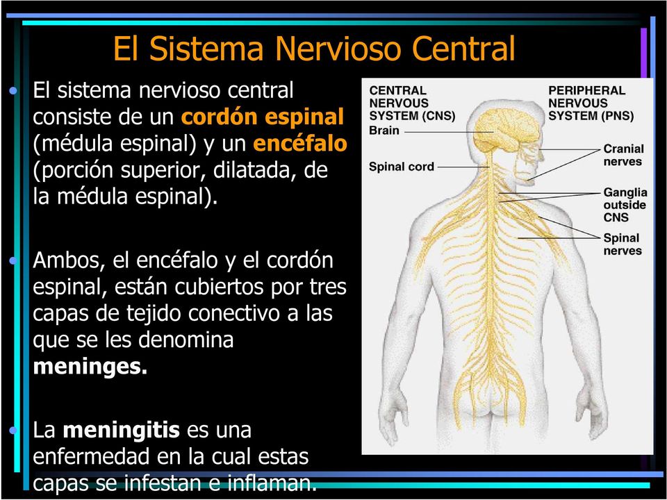 Ambos, el encéfalo y el cordón espinal, están cubiertos por tres capas de tejido conectivo a