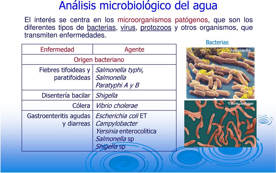 Fiebres tifoideas y paratifoideas Disentería bacilar Origen bacteriano Cólera Gastroenteritis agudas y diarreas Agente