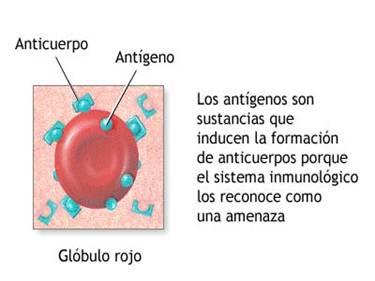 Los principales son: Los ganglios linfáticos El bazo Las amígdalas LOS ANTÍGENOS SON SUSTANCIAS QUE INDUCEN LA FORMACIÓN DE ANTICUERPOS Los antígenos son moléculas, bien localizadas en la superficie