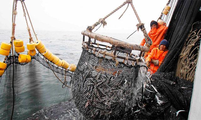 2.1. Panorama previo a los años noventa Tras la crisis de la pesquería de la anchoveta de los años setenta, la recuperación del sector pesquero peruano vino marcado por el