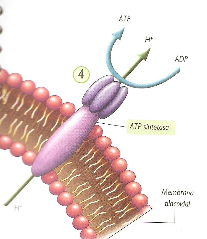 4.- Los iones hidrogeno atraviesan la enzima ATP sintetasa, y la energía se usa para