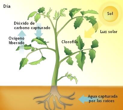 ENTRADA DE AGUA Y DIOXIDO DE CARBONO A LA PLANTA Cómo ingresa el agua y el dióxido de carbono a la planta?