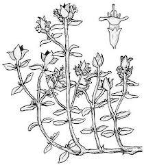 officinalis) Repele la mosca de la zanahoria y la crisomela de las judía Salvia (Salvia officinalis) Repele la