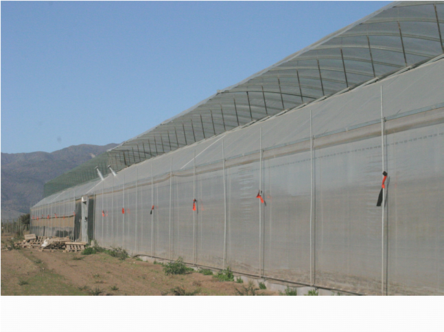 Invernaderos de alta tecnología Cubiertas de policarbonato, PVC, vidrio Estructuras metálicas Sistemas activos de control climático ventilación forzada, apertura mecanizada calefacción humedad