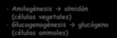 FASES DEL ANABOLISMO HETERÓTROFO DE LOS GLÚCIDOS Fases: 1 Obtención de glucosa Gluconeogénesis (= neoglucogénesis) Además tb.