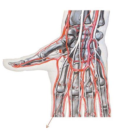 Arterias digitales palmares comunes: Las arterias digitales palmares comunes son tres arterias que se originan en la convexidad del arco palmar superficial y continúan distalmente hacia los músculos