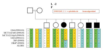 Figura 2. Análisis de haplotipos en la segunda familia en la que se encontró un recombinante genético en el locus FRDA.