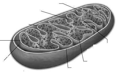 - Haga un esquema de un cloroplasto e identifique las distintas estructuras que lo constituyen 3.7.-Describa la estructura de la pared celular en vegetales y señale alguna de sus funciones 3.8.-.- Explique la morfología de un cromosoma ayudándose de un esquema.