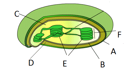 3.3.- Señale tres diferencias entre una célula procariota y una célula eucariota. 3.4.- Nombra cuatro orgánulos que presenten membrana, indica una función de cada uno. 3.5.