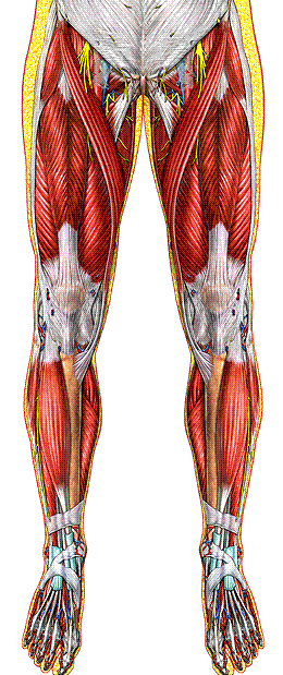 II.1. En estas cuatro imágenes usted ve la anatomía bioscópica (anatomía de superficie) y músculos superficiales (se ha retirado piel, fascia superficial y