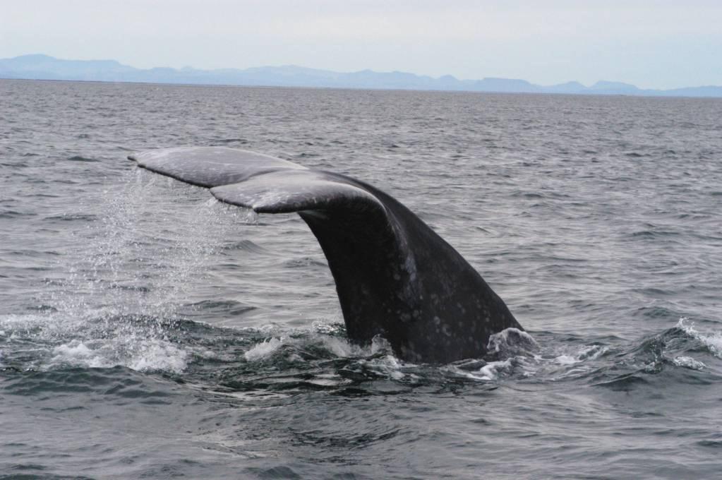 II. Ejemplo: Ordenamiento de actividades turísticas : avistaje de ballena gris en Ojo de Liebre y San Ignacio RB El Vizcaíno México Determinación de la capacidad de carga