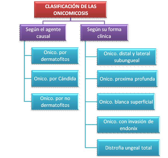 INTRODUCCIÓN Figura 1: Clasificación de la onicomicosis según su agente causal y forma clínica. 3.4.1. Según el agente causal Onicomicosis por dermatofitos T.