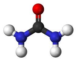 compuesto sino urea, un constituyente de la orina: O NH 4+ NCO - N 2 H-C-NH 2 Cianato de amonio Urea (inorgánico)