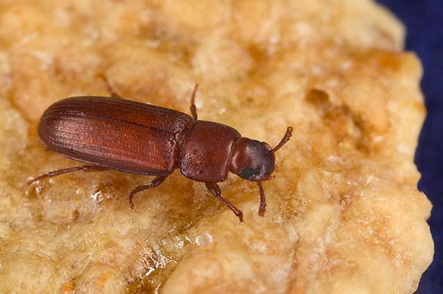 Insectos del Orden: Coleoptera