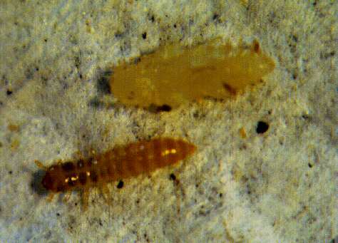 Coleoptera Familia Cucujidae Oryzaephilus