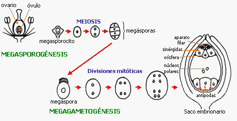 Megagametogénesis http://www.biologia.edu.