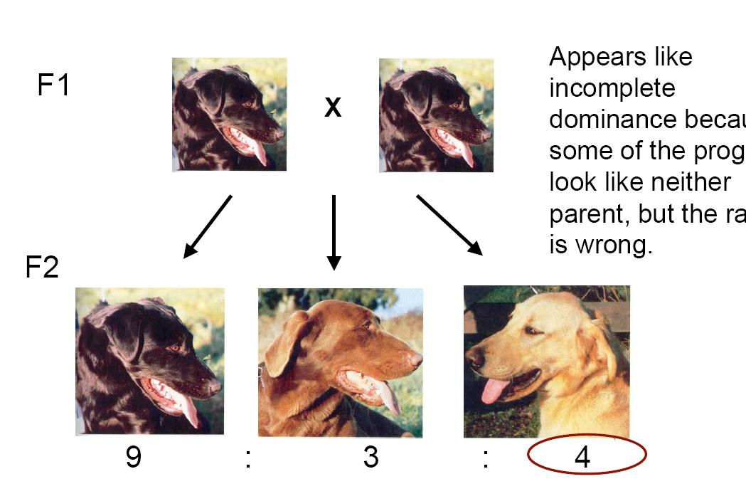 Ejemplo 2: Epistasis recesiva Color del pelaje del perro