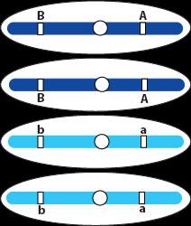 Genes ligados Cada cromosoma tiene muchos genes ordenados a lo largo de éste. En los cromosomas humanos, hay un promedio de 1,300 a 1,700 genes en cada cromosoma.