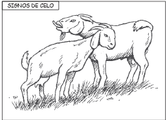 CRIANZA Y SURTIDO DE ANIMALES JÓVENES (continuación) Si las ovejas y cabras son de al menos 3 4 de su tamaño, ellas pueden reproducirse al año de edad.