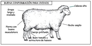 A continuación algunas cosas que usted debe saber antes de añadir ovinos o caprinos a su granja.