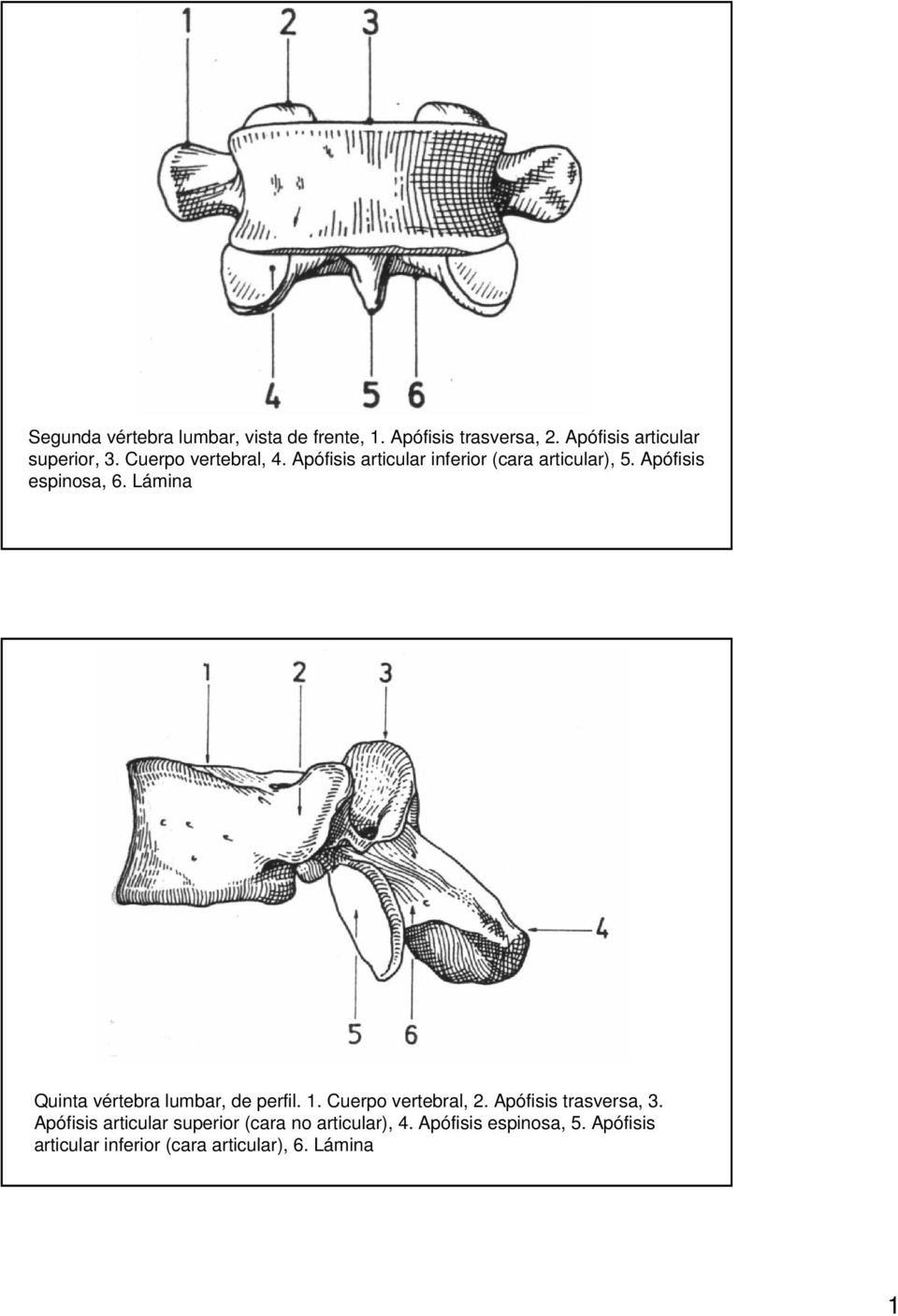 Lámina Quinta vértebra lumbar, de perfil. 1. Cuerpo vertebral, 2. Apófisis trasversa, 3.