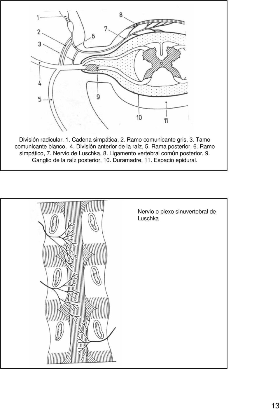 Ramo simpático, 7. Nervio de Luschka, 8. Ligamento vertebral común posterior, 9.