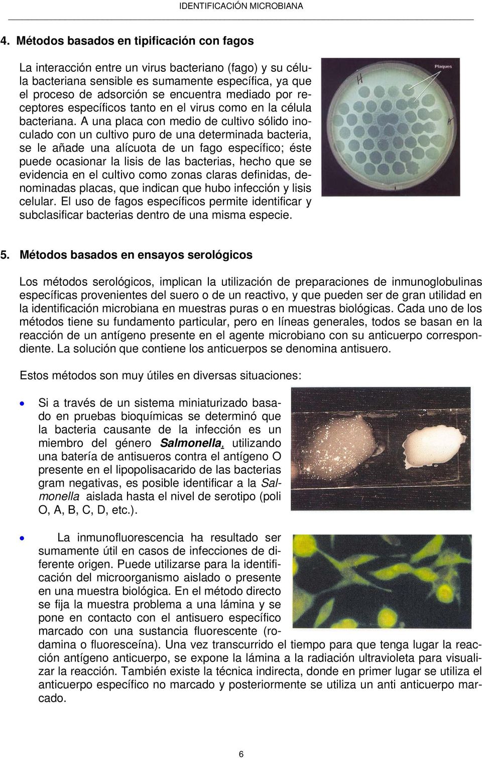 A una placa con medio de cultivo sólido inoculado con un cultivo puro de una determinada bacteria, se le añade una alícuota de un fago específico; éste puede ocasionar la lisis de las bacterias,