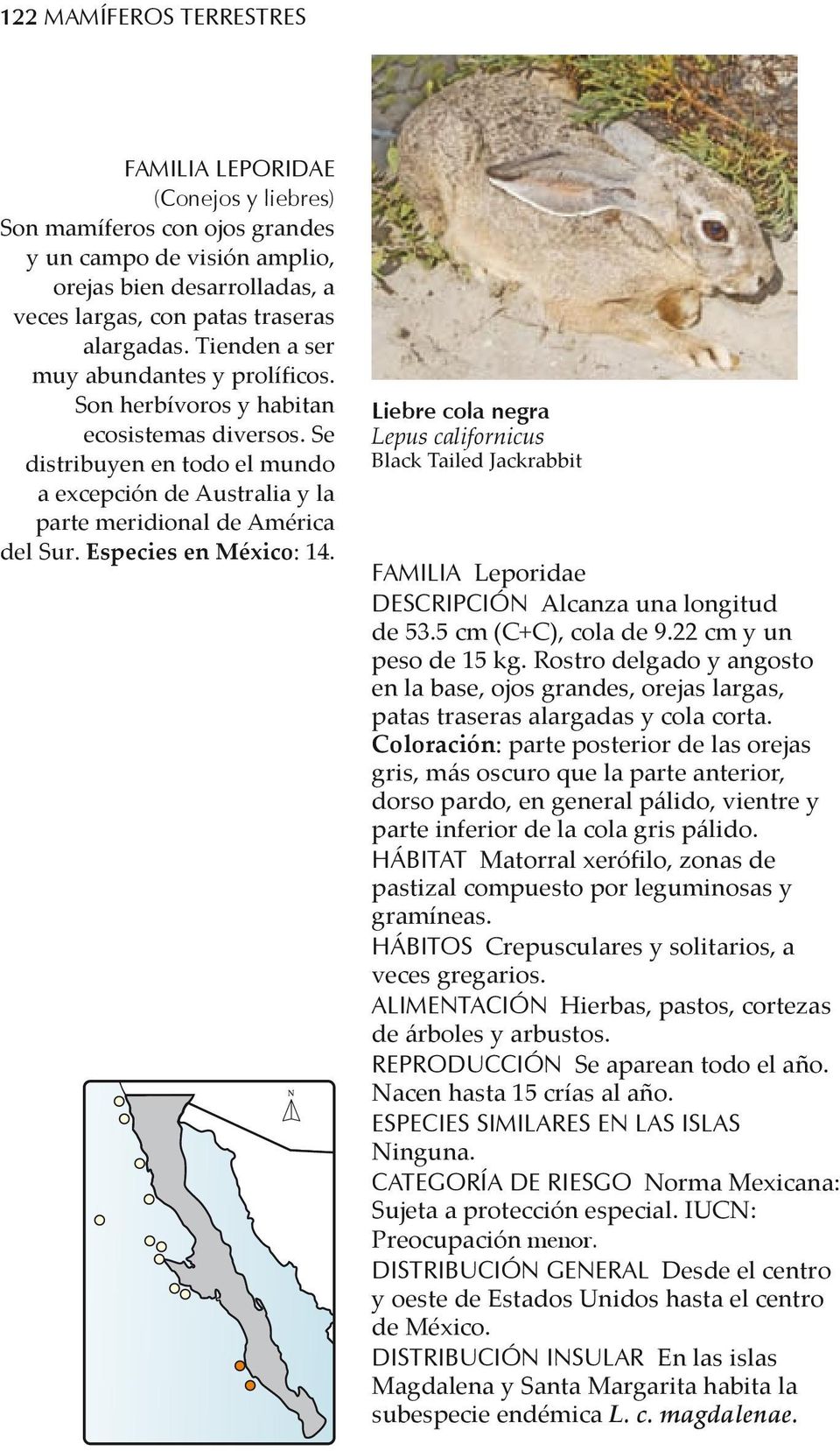 Especies en México: 14. Liebre cola negra Lepus californicus Black Tailed Jackrabbit Familia Leporidae Descripción Alcanza una longitud de 53.5 cm (C+C), cola de 9.22 cm y un peso de 15 kg.