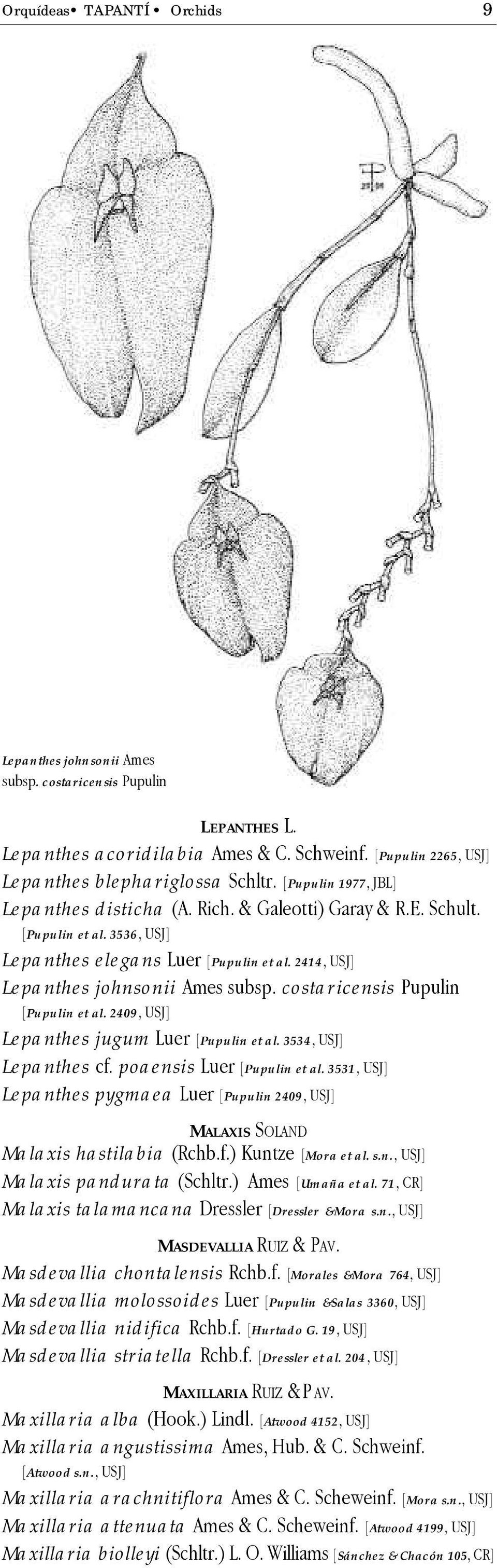 costaricensis Pupulin [Pupulin et al. 2409, USJ] Lepanthes jugum Luer [Pupulin et al. 3534, USJ] Lepanthes cf. poaensis Luer [Pupulin et al.