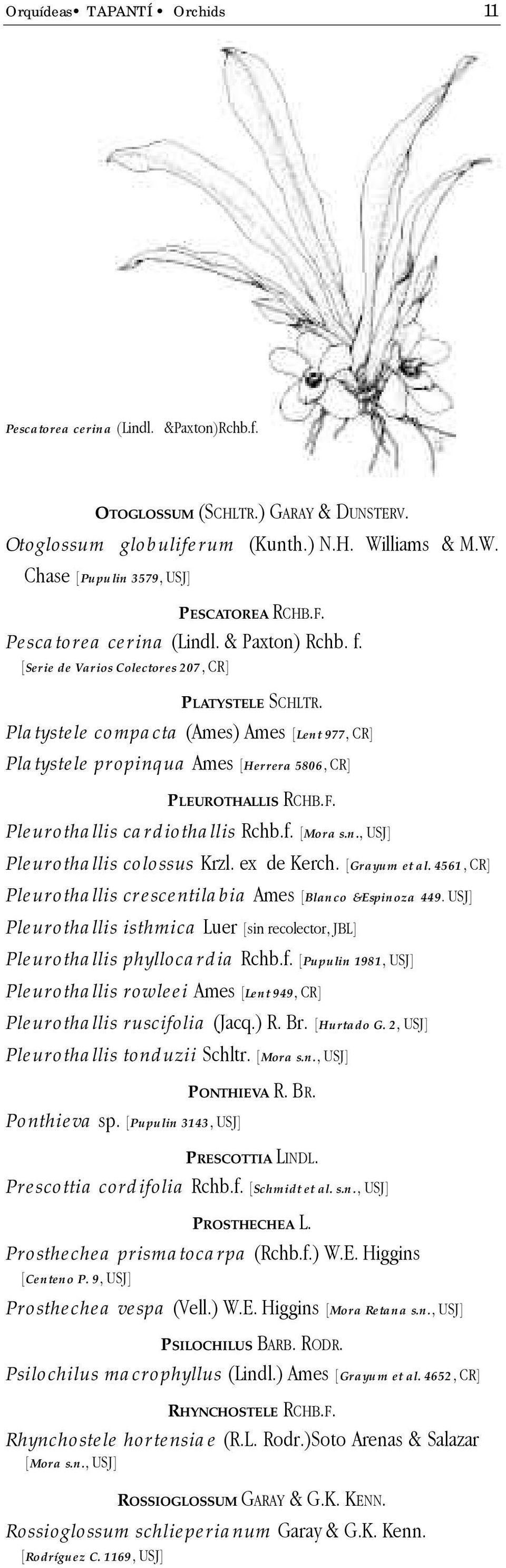 Platystele compacta (Ames) Ames [Lent 977, CR] Platystele propinqua Ames [Herrera 5806, CR] PLEUROTHALLIS RCHB.F. Pleurothallis cardiothallis Rchb.f. [Mora s.n., USJ] Pleurothallis colossus Krzl.