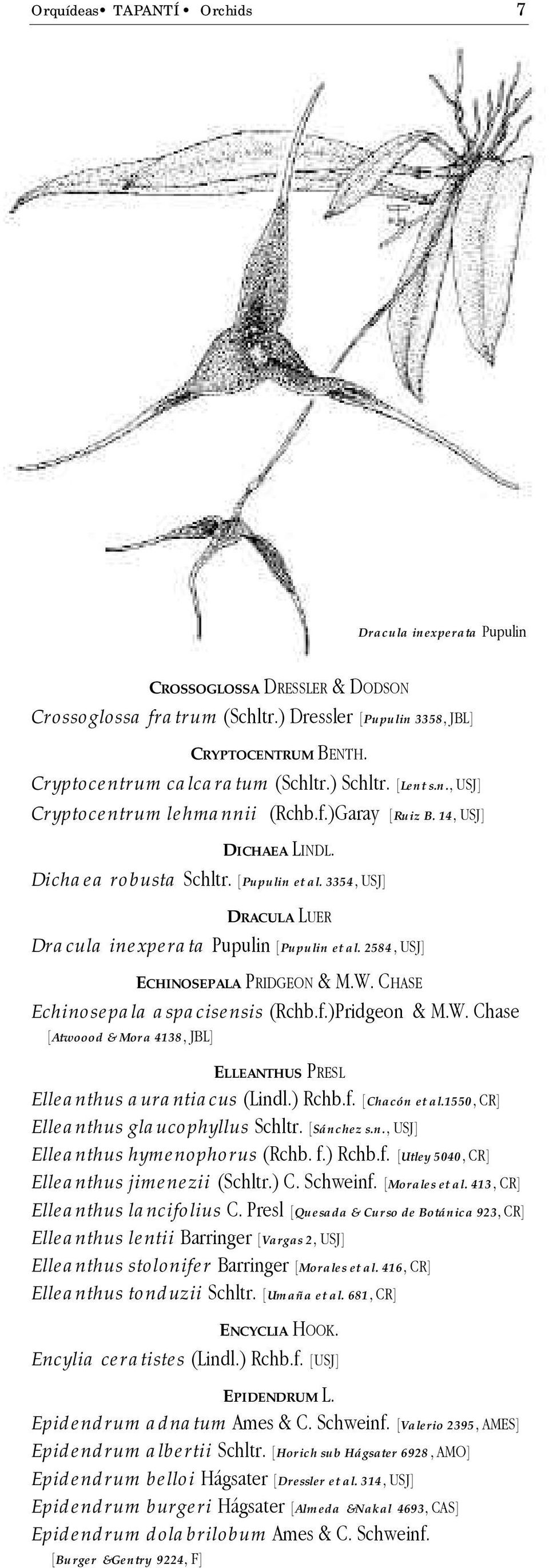 3354, USJ] DRACULA LUER Dracula inexperata Pupulin [Pupulin et al. 2584, USJ] ECHINOSEPALA PRIDGEON & M.W. CHASE Echinosepala aspacisensis (Rchb.f.)Pridgeon & M.W. Chase [Atwoood & Mora 4138, JBL] ELLEANTHUS PRESL Elleanthus aurantiacus (Lindl.