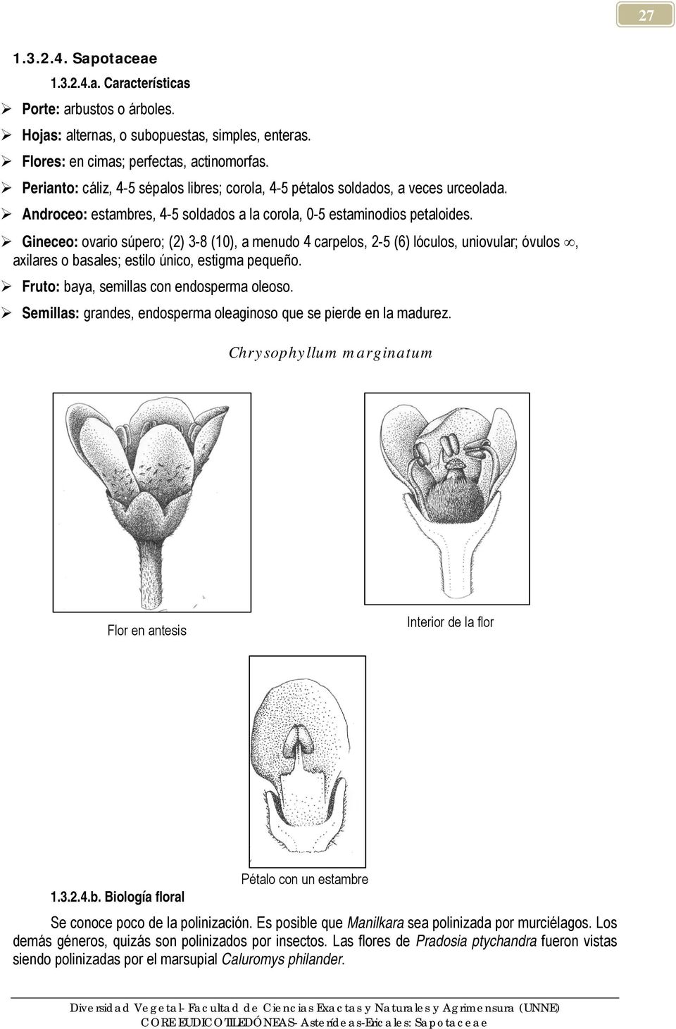 Gineceo: ovario súpero; (2) 3-8 (10), a menudo 4 carpelos, 2-5 (6) lóculos, uniovular; óvulos, axilares o basales; estilo único, estigma pequeño. Fruto: baya, semillas con endosperma oleoso.