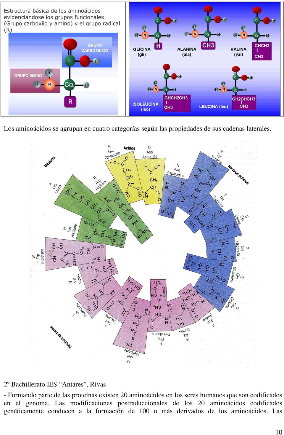 2º Bachillerato IES Antares, Rivas - Formando parte de las proteínas existen 20 aminoácidos en los seres humanos que son