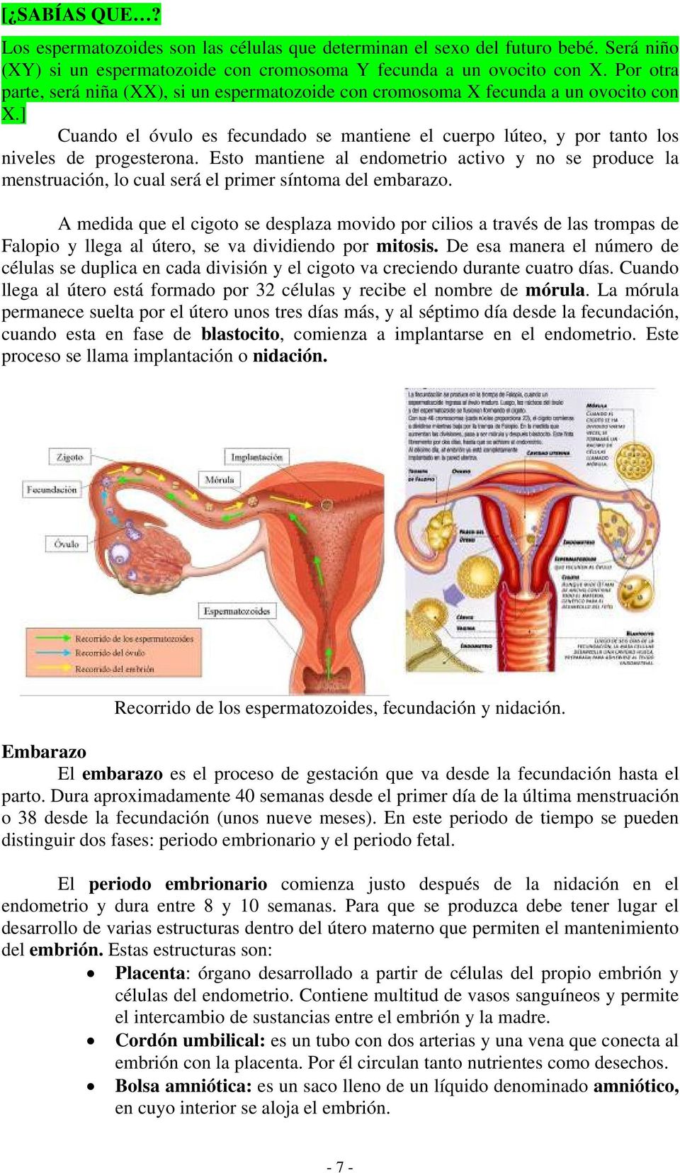 Esto mantiene al endometrio activo y no se produce la menstruación, lo cual será el primer síntoma del embarazo.
