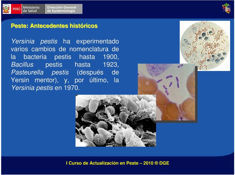 pestis hasta 1900, Bacillus pestis hasta 1923, Pasteurella