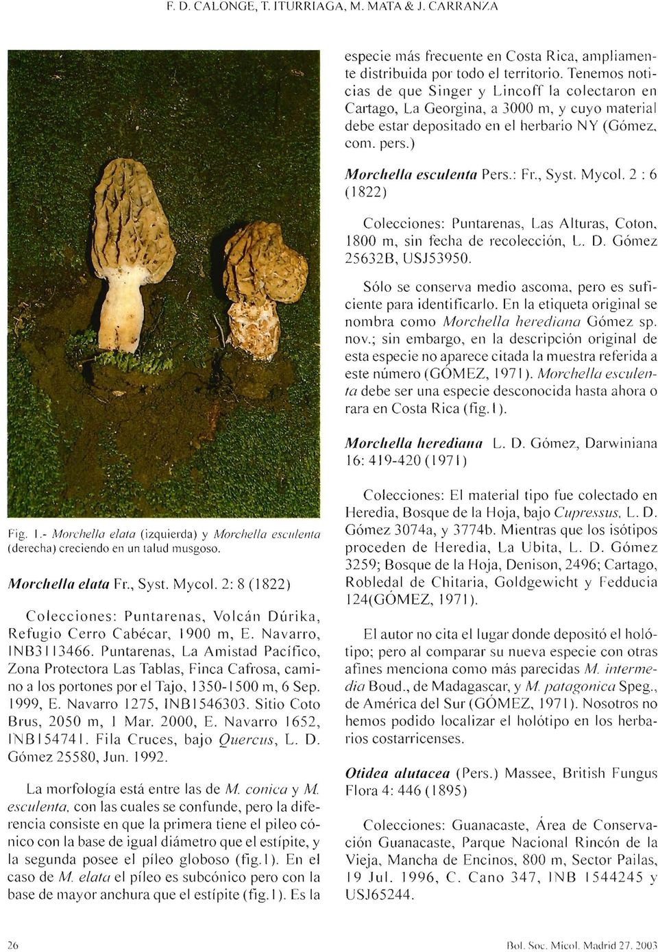 , Syst. Mycol. 2 : 6 (1822) Colecciones: Puntarenas, Las Alturas, Cotan, 1800 m, sin fecha de recolección, L. D. Gómez 25632B, USJ53950.