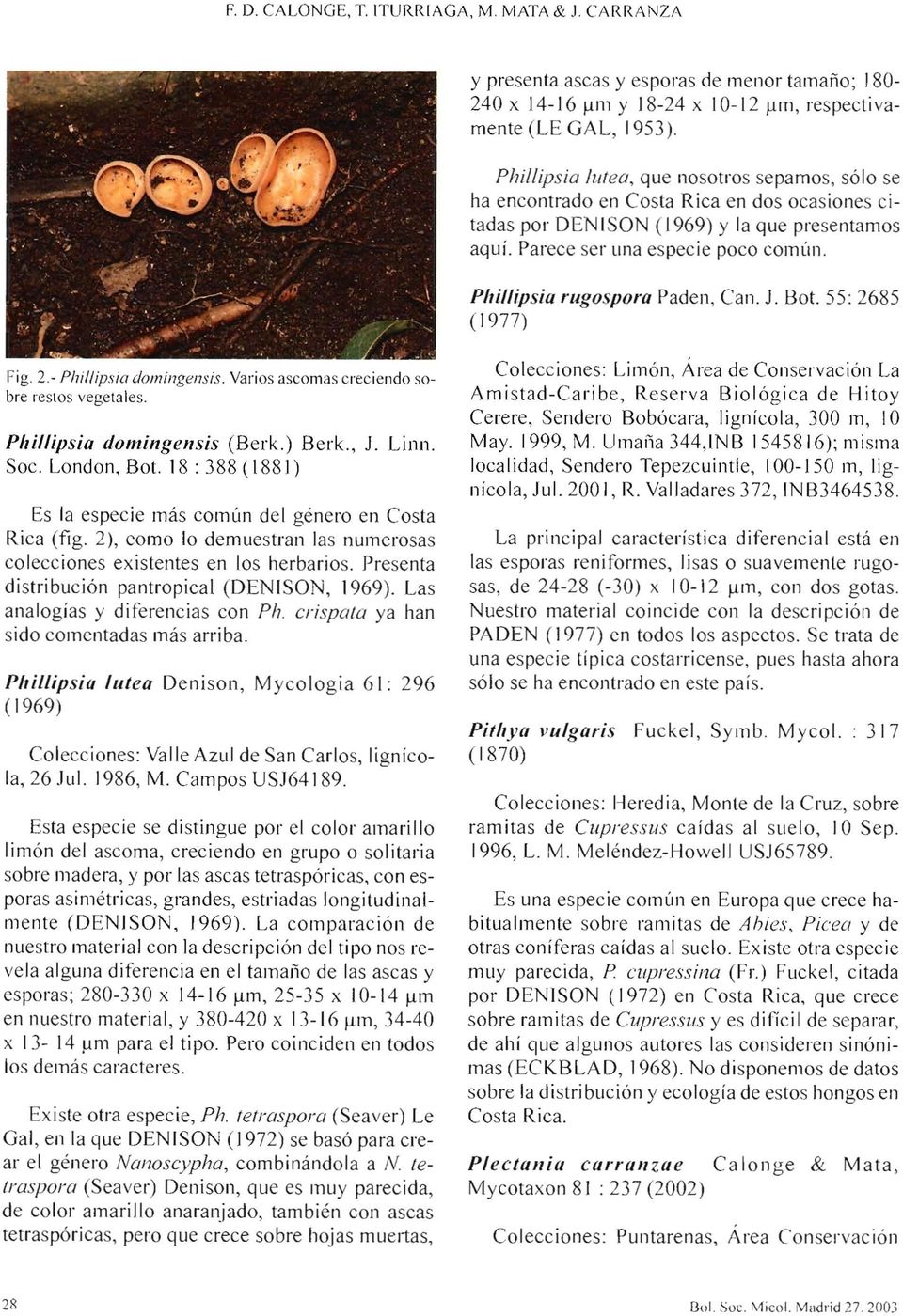 Phillipsia rugospora Paden, Can. J. Bot. 55: 2685 ( 1977) Fig. 2.- Phi/lipsia domingensis. Varios ascomas creciendo sobre restos vegetales. Phillipsia domingensis (Berk.) Berk., J. Linn.