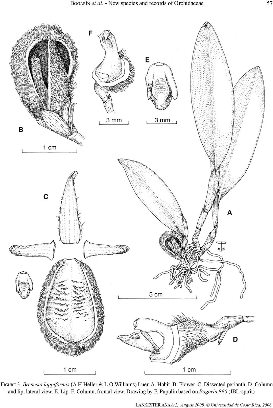 Brenesia lappiformis (A.H.Heller & L.O.Williams) Luer. A. Habit. B. Flower.