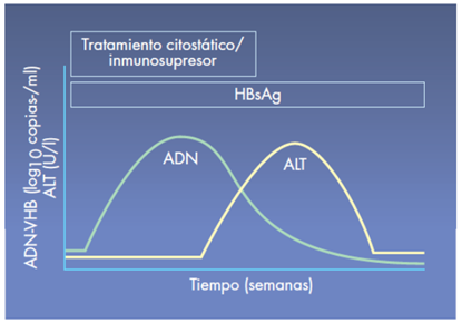 Tratamiento Inmunosupresor Estado Previo a Inmunosupresión Reactivación HBsAg+/ Anti-HBc+ /DNA VHB + Aumento de los niveles de DNAVHB HBsAg+/ Anti-HBc+/ DNA
