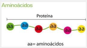 Los aminoácidos se unen mediante un enlace peptídico para formar polipéptidos que constituyen las