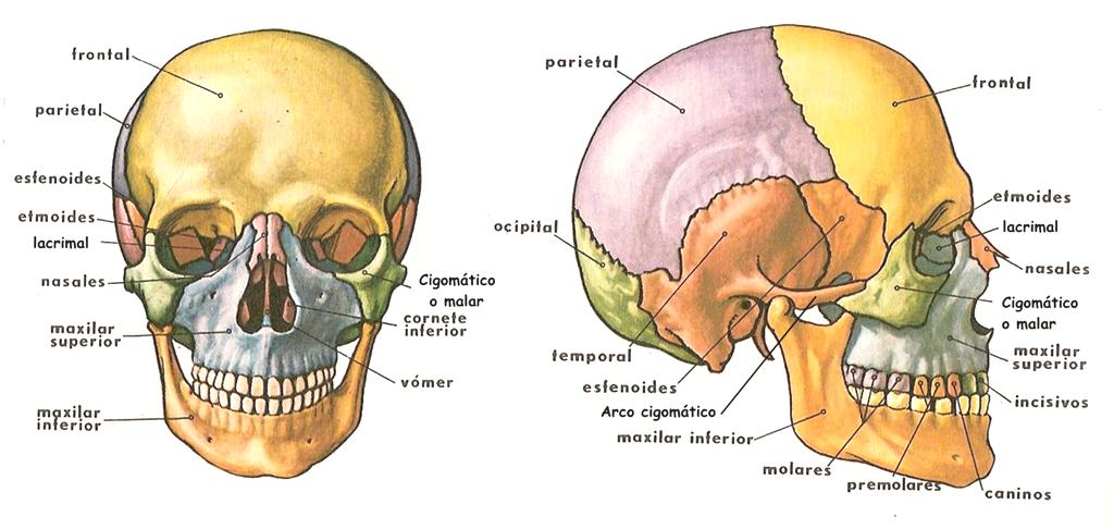 4.- ESQUELETO DE LA CABEZA. Esqueleto del cráneo.